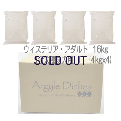 画像5: 【メーカー欠品（入荷日未定）】アーガイルディッシュ ウィステリア・アダルト