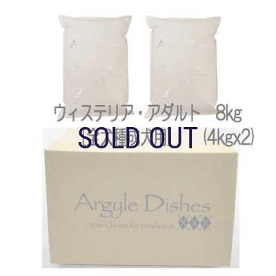 画像3: 【メーカー欠品（入荷日未定）】アーガイルディッシュ ウィステリア・アダルト