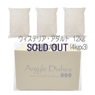 画像4: 【メーカー欠品（入荷日未定）】アーガイルディッシュ ウィステリア・アダルト