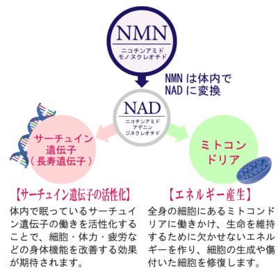 画像2: 【1日でも長く一緒に居たいから！】NMNサプリ 動物用仙寿豆（せんず）