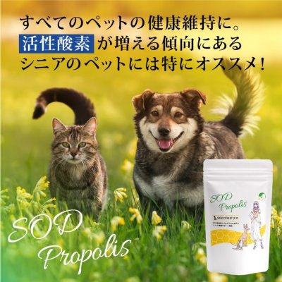 画像2: 【旧パッケージの為、処分特価】SODプロポリス ベストブレンド 80ｇ