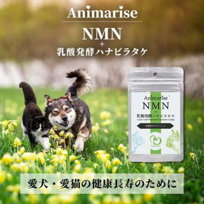 画像1: 【ずっと元気でいて欲しいから！】アニマライズ NMN×乳酸発酵ハナビラタケ