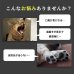 画像10: 【天然成分100% ハミガキマウスケア！全身にもOK！】ティエラ 犬猫用 オーラルケア（スプレータイプ） (10)