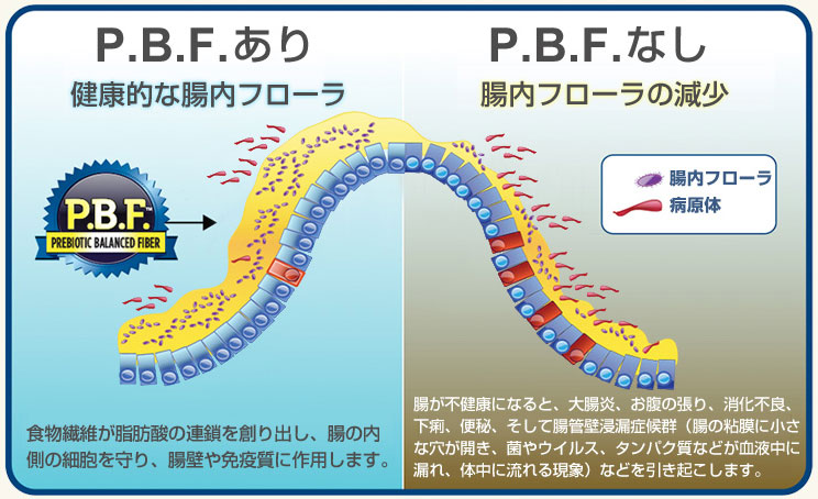 ルーシーペットトップ