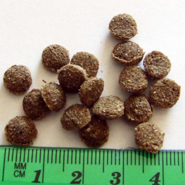 画像2: アーガイルディッシュ ワトル・キャット※パッケージが画像とは異なります。 (2)