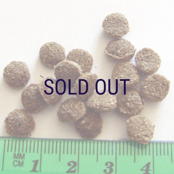 画像2: 【メーカー欠品（入荷日未定）】アーガイルディッシュ ワトル・キャット (2)