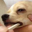 画像3: 犬口ケア 歯ブラシマイクロヘッド (3)
