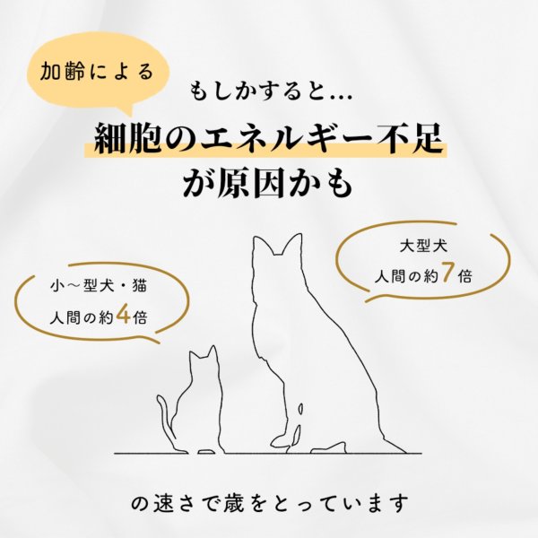 画像3: 【ずっと元気でいて欲しいから!】アニマライズ NMN×乳酸発酵ハナビラタケ (3)