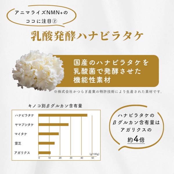 画像9: 【ずっと元気でいて欲しいから!】アニマライズ NMN×乳酸発酵ハナビラタケ (9)