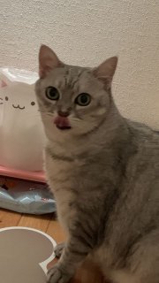 レビュー5153-投稿画像1