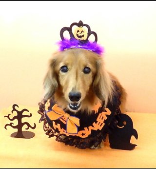 レビュー5071-投稿画像1